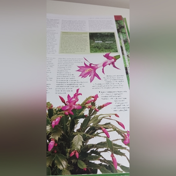 PLANT, The Ultimate Visual Reference to Plants and Flowers of the World - Picture 3 of 7